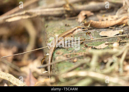 Pista di lucertola appollaiata su una pietra mentre si mangia un verme Foto Stock