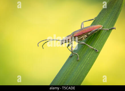 Leaf Beetle sp., Donacia sp., in Repubblica Ceca Foto Stock