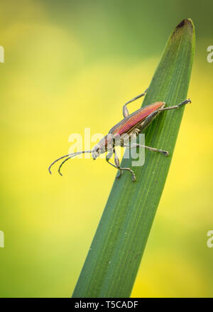 Leaf Beetle sp., Donacia sp., in Repubblica Ceca Foto Stock