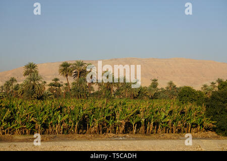 Fiume Nilo in Egitto: Data palme lungo la riva occidentale del Fiume Nilo con grandi dune di sabbia in background. Foto Stock