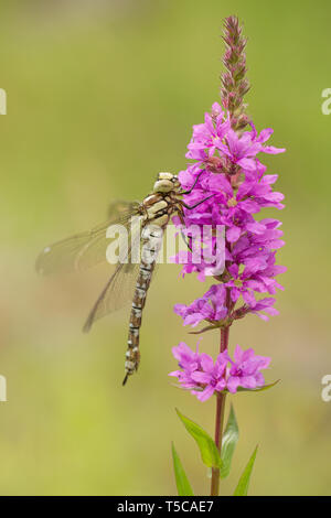 Sud femmina hawker, Aeshna cyanea, dragonfly appena emersa dalla ninfa-cuticola in Repubblica Ceca Foto Stock