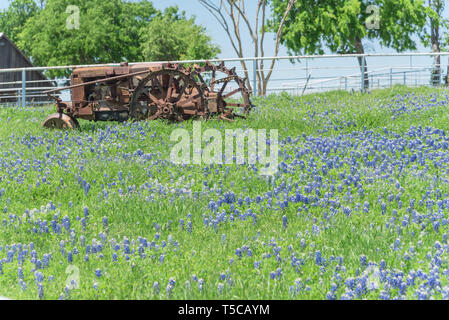 Vecchio trattore e Bluebonnet blossom in fattoria rurale a Bristol, Texas, Stati Uniti d'America. Fioritura di fiori selvaggi nel prato con carro rustico, paesaggio di campagna Foto Stock