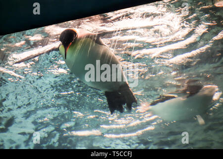 Un penquin nuota al di sopra del livello dell' acqua che si affaccia su dei turisti che visitano l'ANTARTIDE : Impero di attrazione dei pinguini al Seaworld di Orlando, in Florida Foto Stock