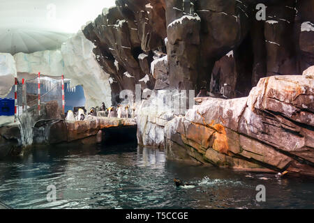 I pinguini sul display pubblico all'Antartide : Impero del pinguino attrazione, Seaworld di Orlando. Foto Stock