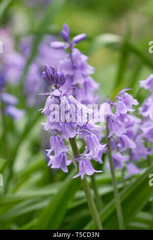 Hyacinthoides hispanica. Spanish bluebells self seminate nel giardino. Foto Stock