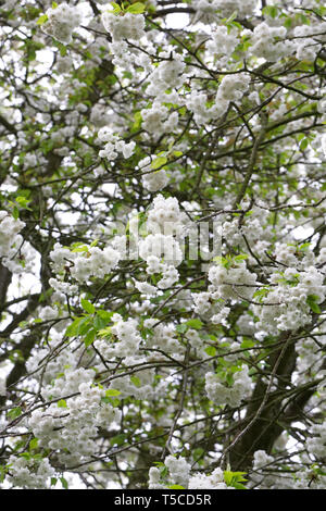 Prunus blossom. Fiore di Ciliegio. Foto Stock