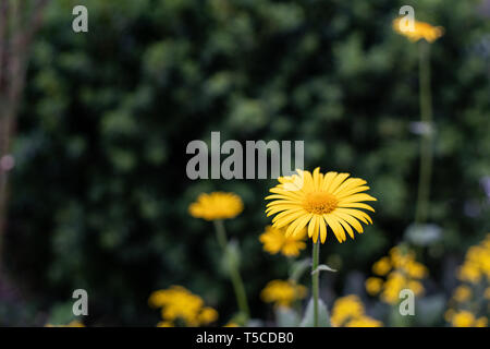 Fiori gialli di dyer la camomilla (Anthemis tinctoria) Foto Stock