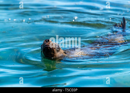 Close up della California Sea Lion (Zalophus californianus) nuoto al largo della costa di Los Islotes, Baja California, Messico. Foto Stock