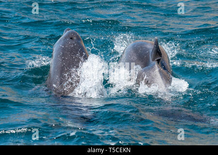 I Delfini, Golfo di California, Messico. Foto Stock