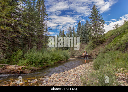 Lone Pescatore a mosca su una bellissima e remote Colorado Rocky Mountain stream Foto Stock