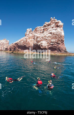 Lo snorkeling con i leoni di mare a Los Islotes, Baja California Sur, Messico Foto Stock