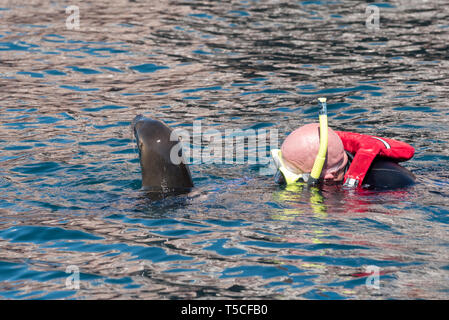 Lo snorkeling con i leoni di mare a Los Islotes, Baja California Sur, Messico Foto Stock