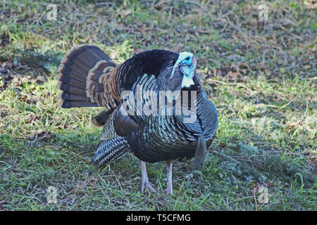 Un maschio Wild Turchia chiede un mate. Foto Stock