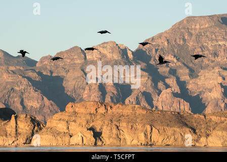 I pellicani che sorvolano il Golfo di California, Messico. Foto Stock