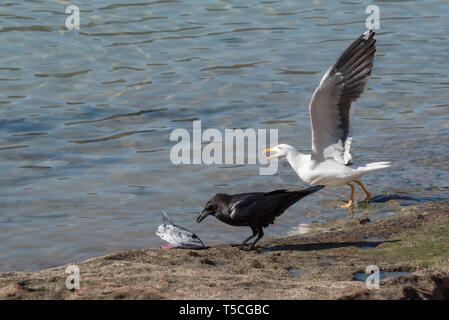 Raven mangiare una testa di pesce con un gabbiano volare, Espiritu Santo Isola, Baja California Sur, Messico. Foto Stock