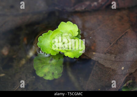 Chrysosplenium alternifolium, noto come alternate-lasciava golden-sassifraga Foto Stock