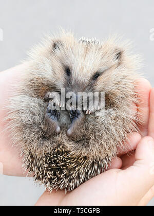 Riccio europeo cub, Erinaceus europaeus Foto Stock
