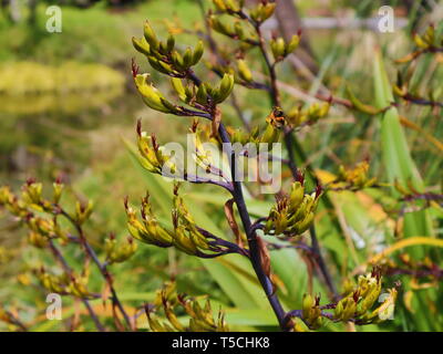 Zampa di canguro Foto Stock