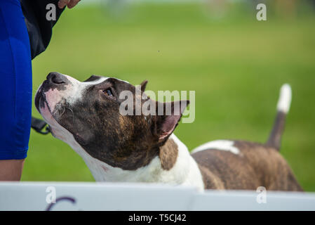 Brindle american staffordshire terrier con orecchie è la ricerca di Foto Stock