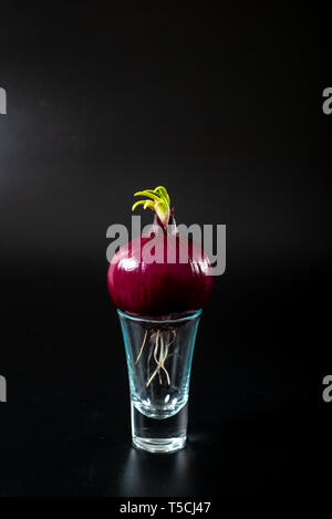 Le cipolle rosse in vetro su uno sfondo nero Foto Stock