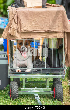 Un amstaff è rilassante ina una fossa di scolo del cane a dog show Foto Stock