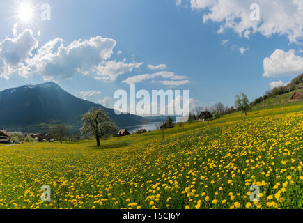 Giallo campo di tarassaco e la vecchia casa colonica sulle rive del lago Zugersee in sulle Alpi Svizzere Centrali nei pressi di Arth Goldau Foto Stock