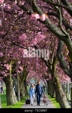 Edimburgo, Scozia, Regno Unito. 23 apr, 2019. Con la fioritura dei ciliegi in fiore su alberi nei prati Park nel sud della città, gli studenti provenienti dalla vicina Università di Edimburgo e il pubblico di godere il fiore e il bel tempo. Credito: Iain Masterton/Alamy Live News Foto Stock