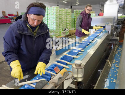 17 aprile 2019, in Sassonia, Kyhna: cucito gli asparagi è lavato e ordinati per trebbiatrici polacco all'asparago Kyhna farm di Gemüsebau Kyhna KG. La stagione per la primavera di verdure già vi è iniziato su 28.03.2019. Foto: Peter Endig/dpa-Zentralbild/ZB Foto Stock