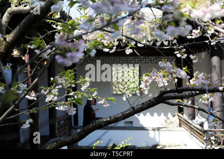 (190423) -- NEW YORK, 23 aprile 2019 (Xinhua) -- Un Visitatore gode di uno scenario primaverile in studioso cinese il giardino a Staten Island, New York, Stati Uniti, 23 aprile 2019. (Xinhua/Wang Ying) Foto Stock