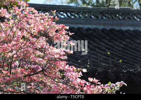 (190423) -- NEW YORK, 23 aprile 2019 (Xinhua) -- Foto scattata il 23 aprile 2019 illustra la molla paesaggi studioso cinese il giardino a Staten Island, New York, Stati Uniti. (Xinhua/Wang Ying) Foto Stock