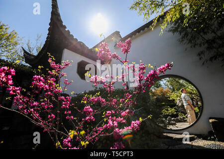 (190423) -- NEW YORK, 23 aprile 2019 (Xinhua) -- Un Visitatore gode di uno scenario primaverile in studioso cinese il giardino a Staten Island, New York, Stati Uniti, 23 aprile 2019. (Xinhua/Wang Ying) Foto Stock