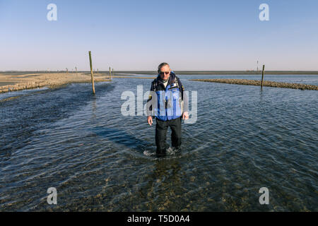 Cuxhaven, Germania. Xx Apr, 2019. Il Wattführer Hans va a bassa marea da un Priel in Watt. Credito: Mohssen Assanimoghaddam/dpa/Alamy Live News Foto Stock