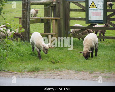 Hucking, Kent, Regno Unito. 24 Aprile, 2019. Regno Unito Meteo: agnelli giovani giocare nei pressi di una recinzione in Hucking, Kent. Credito: James Bell/Alamy Live News Foto Stock