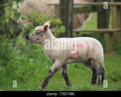 Hucking, Kent, Regno Unito. 24 Aprile, 2019. Regno Unito Meteo: agnelli giovani giocare nei pressi di una recinzione in Hucking, Kent. Credito: James Bell/Alamy Live News Foto Stock