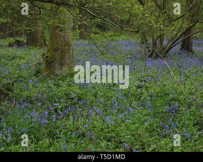 Hucking, Kent, Regno Unito. 24 Aprile, 2019. Regno Unito Meteo: un magnifico display della molla bluebells attualmente può essere visto nel bosco in Hucking, Kent. Credito: James Bell/Alamy Live News Foto Stock
