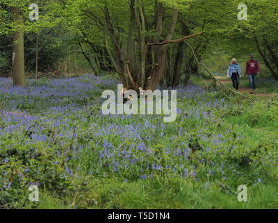 Hucking, Kent, Regno Unito. 24 Aprile, 2019. Regno Unito Meteo: un magnifico display della molla bluebells attualmente può essere visto nel bosco in Hucking, Kent. Credito: James Bell/Alamy Live News Foto Stock
