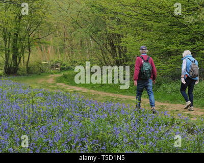 Hucking, Kent, Regno Unito. 24 Aprile, 2019. Regno Unito Meteo: un magnifico display della molla bluebells attualmente può essere visto nel bosco in Hucking, Kent. Credito: James Bell/Alamy Live News Foto Stock