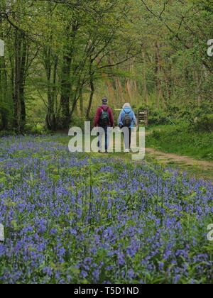 Hucking, Kent, Regno Unito. 24 Aprile, 2019. Regno Unito Meteo: un magnifico display della molla bluebells attualmente può essere visto nel bosco in Hucking, Kent. Credito: James Bell/Alamy Live News Foto Stock