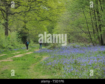 Hucking, Kent, Regno Unito. 24 Aprile, 2019. Regno Unito Meteo: un magnifico display della molla bluebells attualmente può essere visto nel bosco in Hucking, Kent. Credito: James Bell/Alamy Live News Foto Stock
