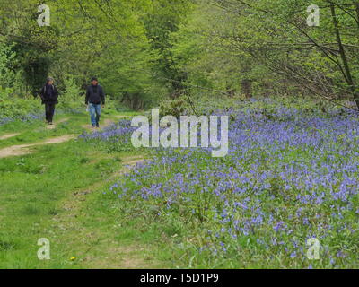 Hucking, Kent, Regno Unito. 24 Aprile, 2019. Regno Unito Meteo: un magnifico display della molla bluebells attualmente può essere visto nel bosco in Hucking, Kent. Credito: James Bell/Alamy Live News Foto Stock
