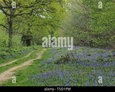 Hucking, Kent, Regno Unito. 24 Aprile, 2019. Regno Unito Meteo: un magnifico display della molla bluebells attualmente può essere visto nel bosco in Hucking, Kent. Credito: James Bell/Alamy Live News Foto Stock