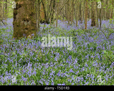 Hucking, Kent, Regno Unito. 24 Aprile, 2019. Regno Unito Meteo: un magnifico display della molla bluebells attualmente può essere visto nel bosco in Hucking, Kent. Credito: James Bell/Alamy Live News Foto Stock