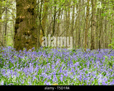 Hucking, Kent, Regno Unito. 24 Aprile, 2019. Regno Unito Meteo: un magnifico display della molla bluebells attualmente può essere visto nel bosco in Hucking, Kent. Credito: James Bell/Alamy Live News Foto Stock