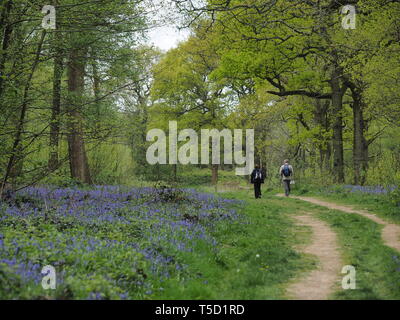 Hucking, Kent, Regno Unito. 24 Aprile, 2019. Regno Unito Meteo: un magnifico display della molla bluebells attualmente può essere visto nel bosco in Hucking, Kent. Credito: James Bell/Alamy Live News Foto Stock