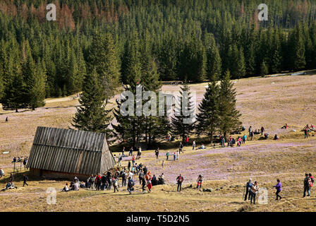 Zakopane (Polonia). Xiii Apr, 2019. Crochi fiorente nella valle Chocholowska.Crochi sono fiorite nelle montagne Tatra. Ogni anno in primavera, la montagna nelle radure sono coperti con migliaia di fiori che sbocciano. La maggior parte di crochi di primavera fiorisce in Chocholowska Valle e sul clearing Kalatowki. Credito: Damian Klamka/ZUMA filo/Alamy Live News Foto Stock