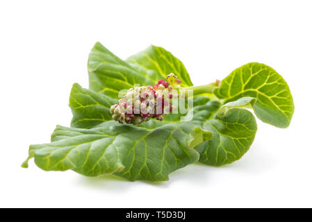 Foglia di rabarbaro e fiore isolato su bianco Foto Stock