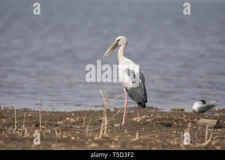 Asian Openbill Stork Foto Stock