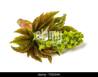 Germoglio di acero isolato su sfondo bianco Foto Stock