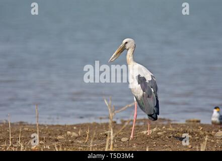 Asian Openbill Stork Foto Stock