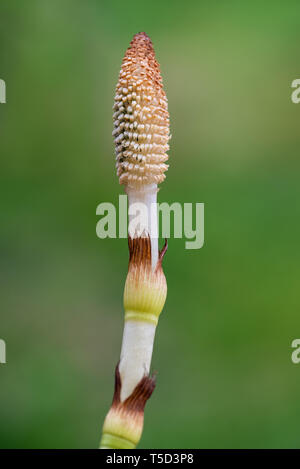 Equiseto sterm fertile su uno sfondo sfocato Foto Stock